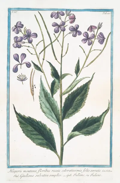 Hesperis Montana Floribus Roseis Odoratissimis Foliis Serratis Giuliana Salvatica Semplice Tutiane Ou Tuliene Sweet Rocket