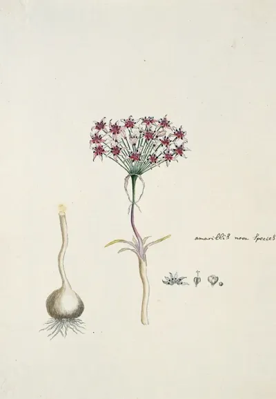 Hessea Cinnamomea Lherit Durand Schinz Umbrella Lily