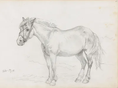 Hest Velo