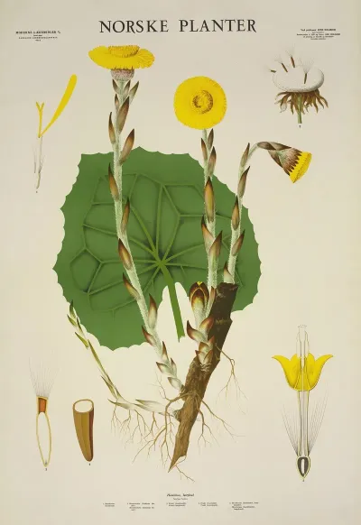 Hestehov Leirfivel