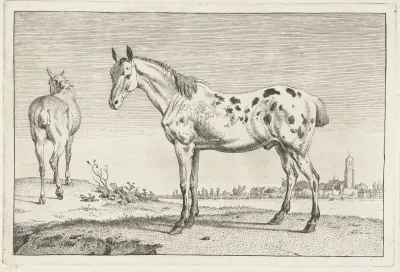 Het Gecoupeerde Paard Paarden