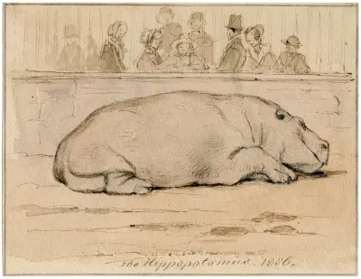 Het Nijlpaard In De Engelse Dierentuin 2