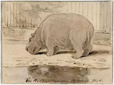 Het Nijlpaard In De Engelse Dierentuin 4
