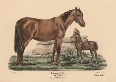 Het Paard 2
