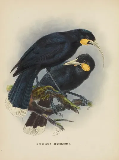 Heteralocha Acutirostris