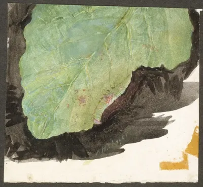 Heterocampa Biundata Walker Study For Book Concealing Coloration In The Animal Kingdom