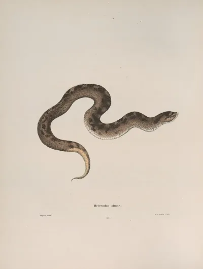 Heterodon Simus