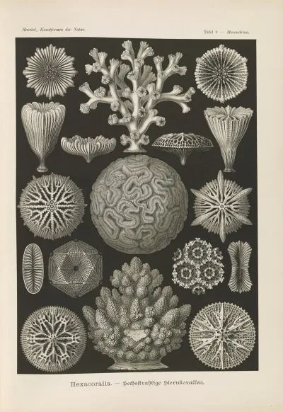 Hexacoralla Sechsstrahlige Sternkorallen 2