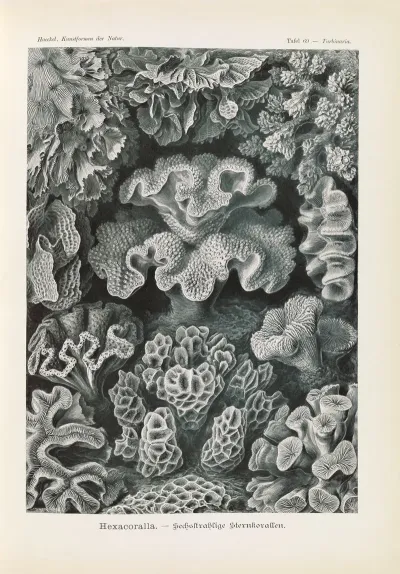 Hexacoralla Sechsstrahlige Sternkorallen