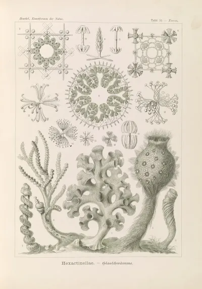 Hexactinellae Glasschwamme