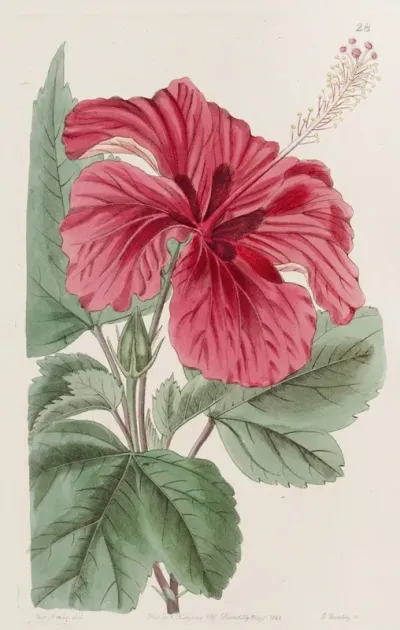 Hibiscus Cameroni Fulgens