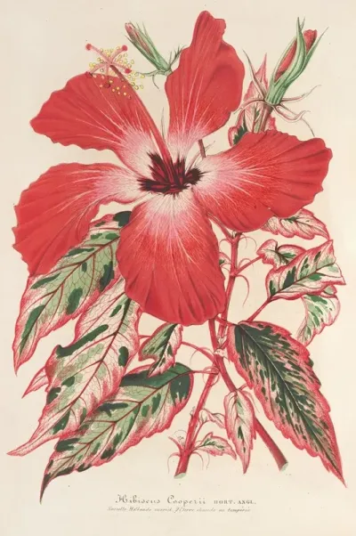 Hibiscus Et Mieux Ibiscus Cooperi