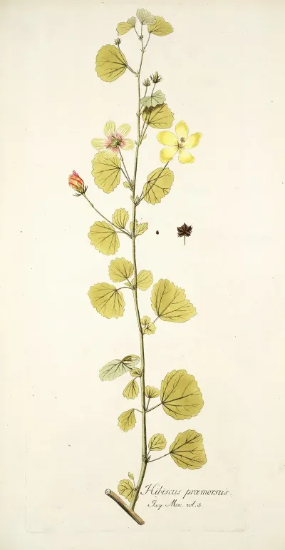 Hibiscus Praemorsus
