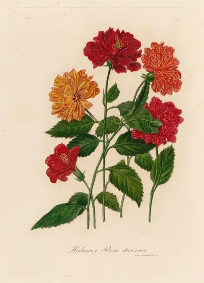 Hibiscus Rosa Sinensis