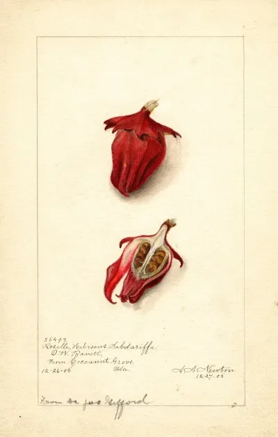 Hibiscus Sabdariffa Roselle