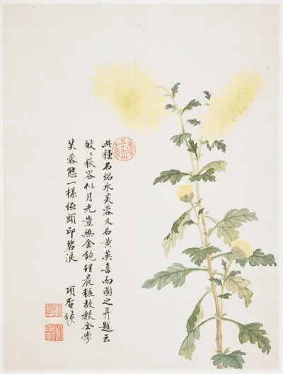 Hibiscus