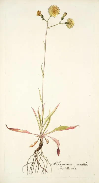 Hieracium Saxatile