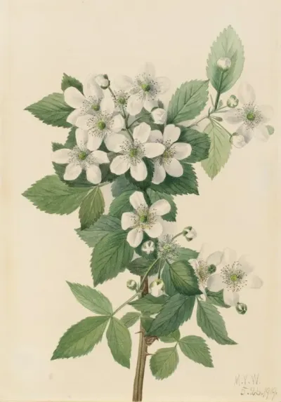 Highbush Blackberry Rubus Argutus 2