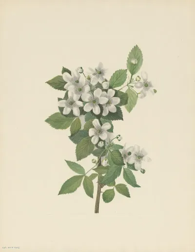 Highbush Blackberry Rubus Argutus 3