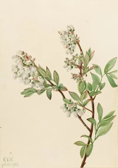 Highbush Blueberry Vaccinium Corymbosum 2