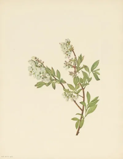 Highbush Blueberry Vaccinium Corymbosum 3