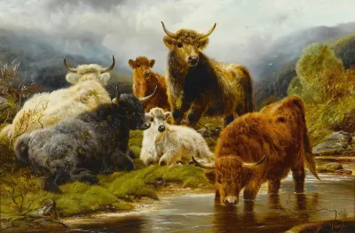 Highland Cattle 3