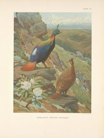 Himalayan Impeyan Pheasant Lophophorus Impeyanus