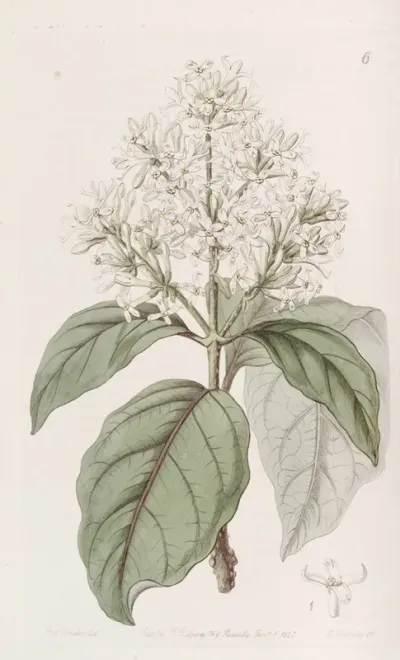 Himalayan Lilac