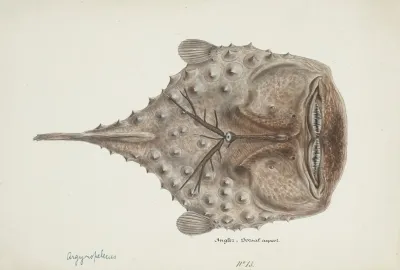Himantolophus Appelii Nz Dorsal View Prickly Anglerfish