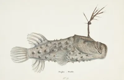 Himantolophus Appelii Nz Lateral View L Prickly Anglerfish