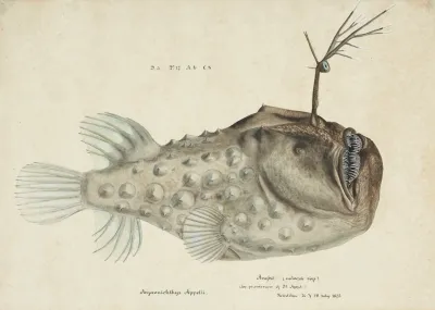 Himantolophus Appelii Nz Lateral View Prickly Anglerfish