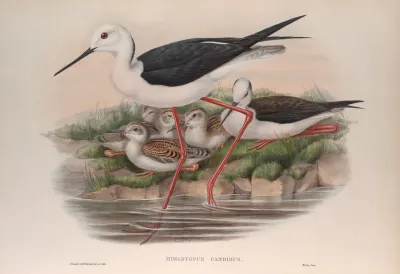 Himantopus Candidus