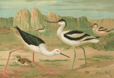 Himantopus Himantopus Recurvirostra Avocetta