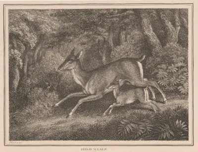 Hind And Calf
