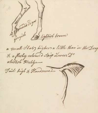 Hind Legs And Tail Of A Horse