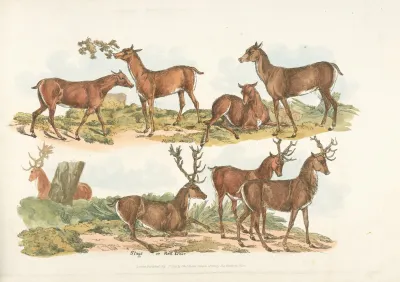 Hinds Stags Or Red Deer