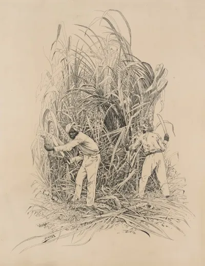 Hindu Cutting Cane