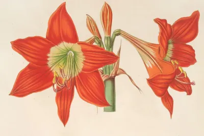 Hippeastrum Amaryllis Pyrrochroum