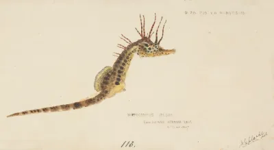 Hippocampus Abdominalis Tas Seahorse