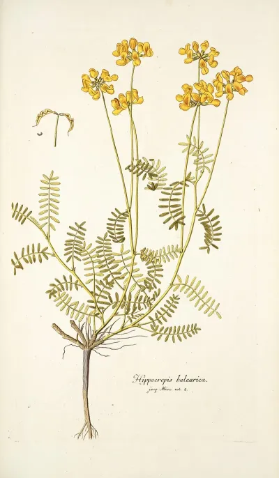 Hippocrepis Balearica