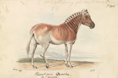 Hippotigris Quacha