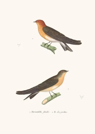 Hirondelle Fardee