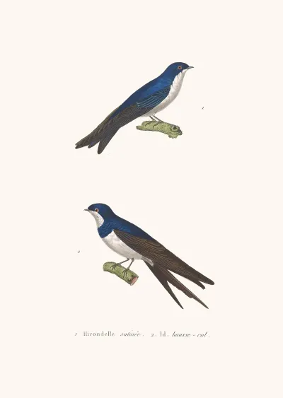 Hirondelle Satinee