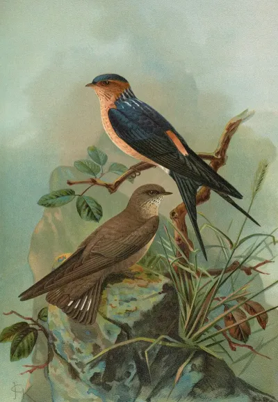 Hirundo Rufula Temm Biblis Rupestris