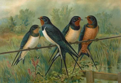 Hirundo Rustica Hirundo Rustica Savignii