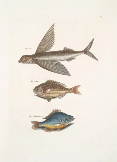 Hirundo The Flying Fish Perca Perca Fluviatilis C The Fresh Water Pearch