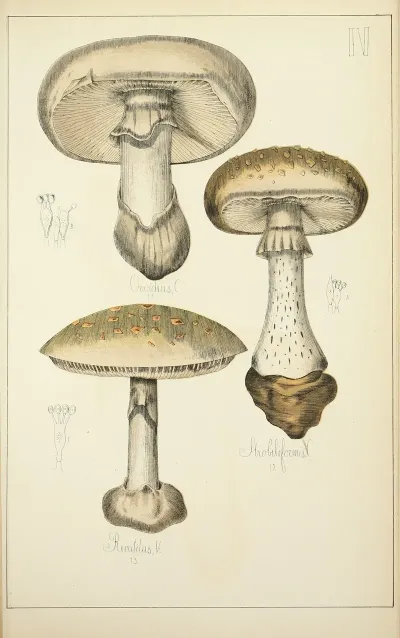 Histoire Naturelle Des Champignons Pl 04