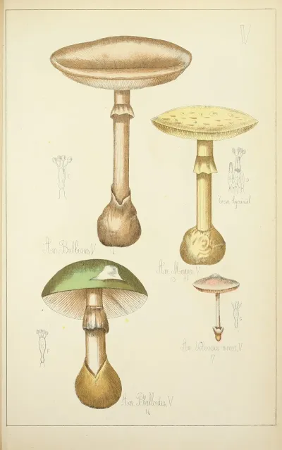 Histoire Naturelle Des Champignons Pl 05