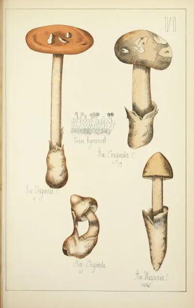 Histoire Naturelle Des Champignons Pl 06