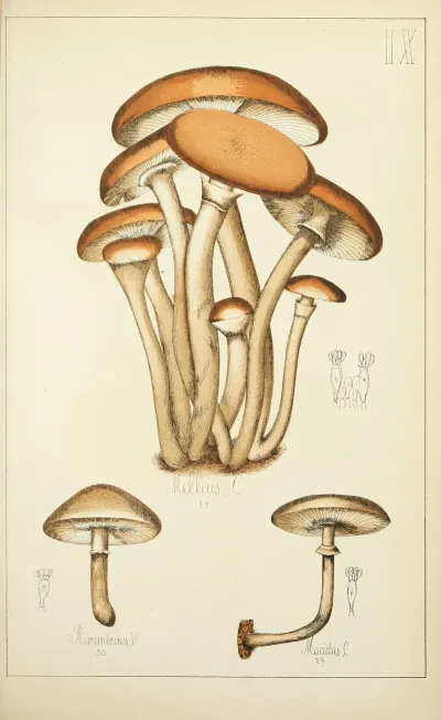 Histoire Naturelle Des Champignons Pl 09